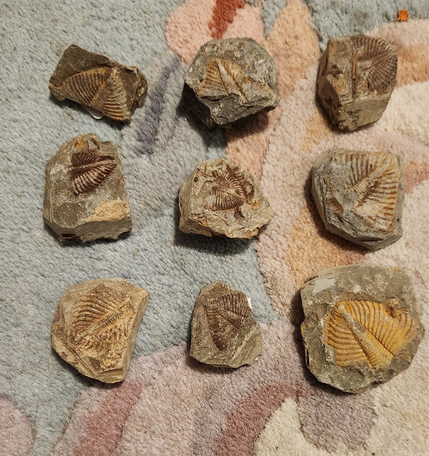 Fossilized rocks with trilobite fossils, extinct arthropods, Cambrian Paleozoic Etsy