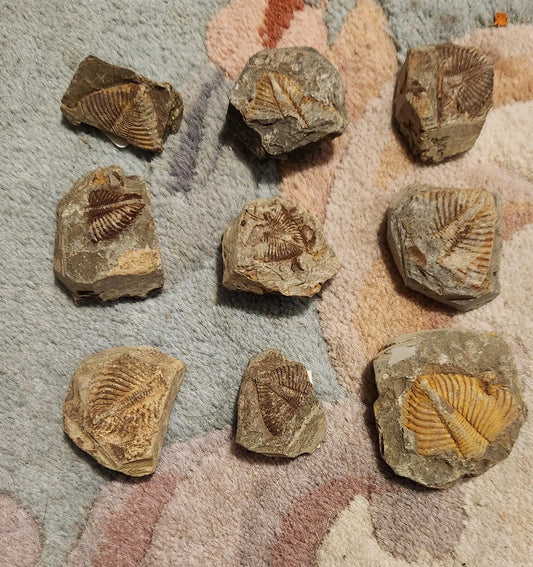 Fossilized rocks with trilobite fossils, extinct arthropods, Cambrian Paleozoic Etsy