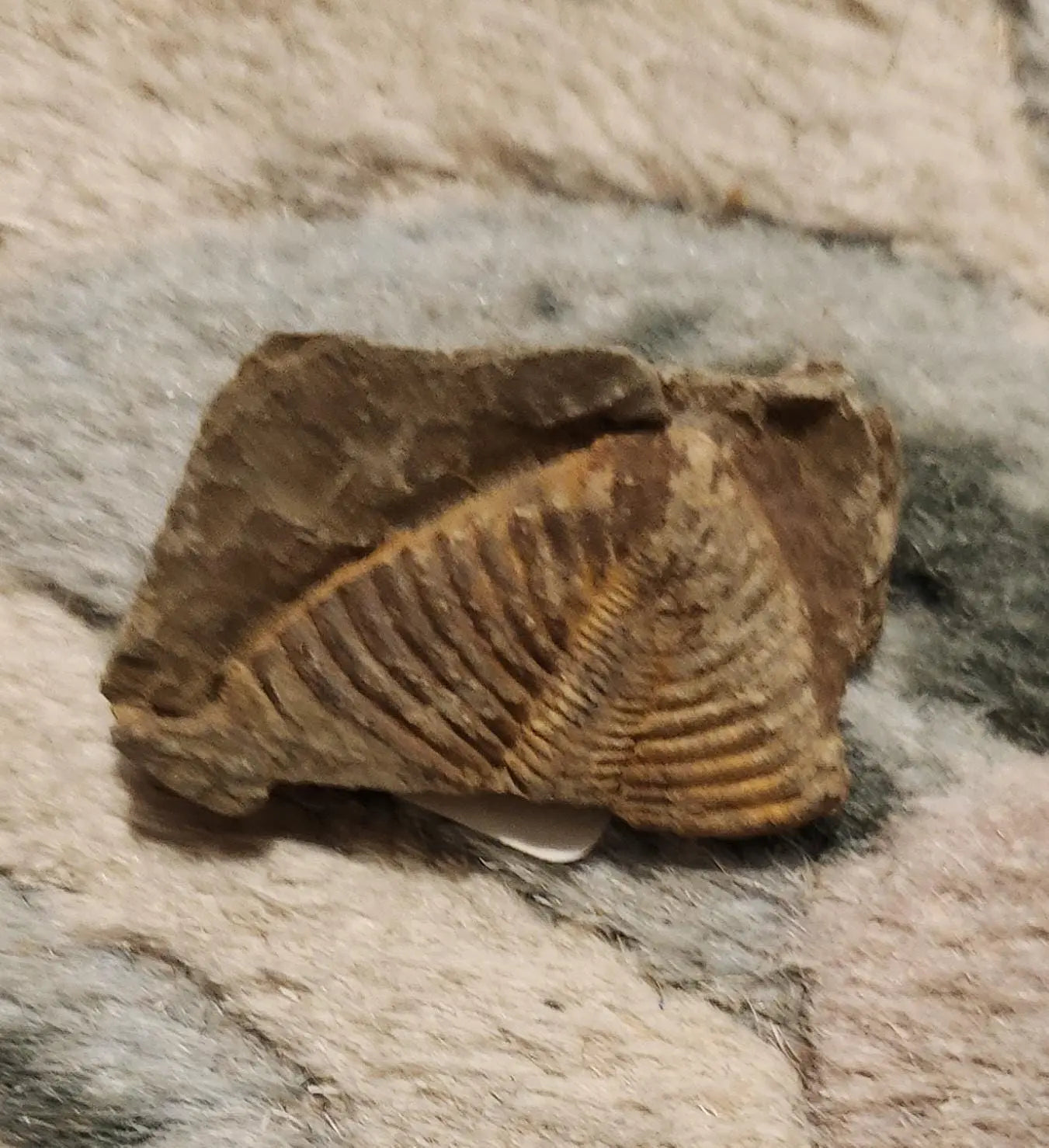 Fossilized rocks with trilobite fossils, extinct arthropods, Cambrian Paleozoic Etsy