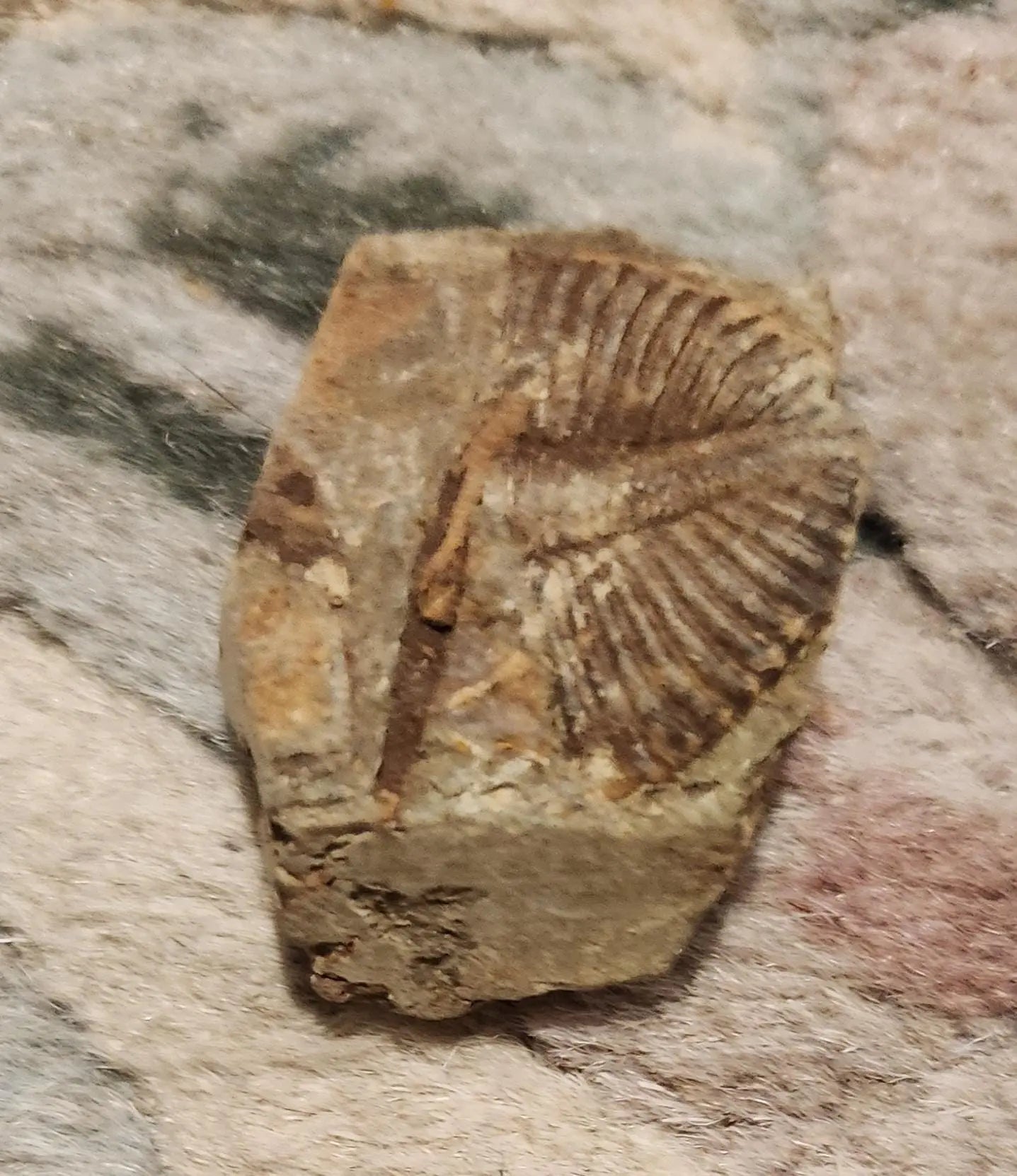 Fossilized rocks with trilobite fossils, extinct arthropods, Cambrian Paleozoic Etsy