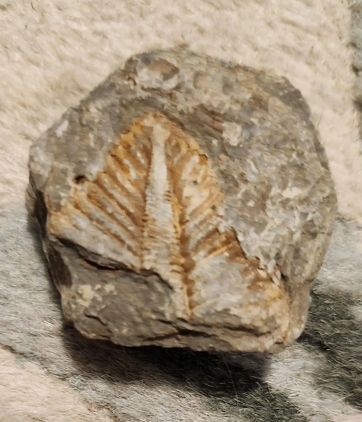 Fossilized rocks with trilobite fossils, extinct arthropods, Cambrian Paleozoic Etsy