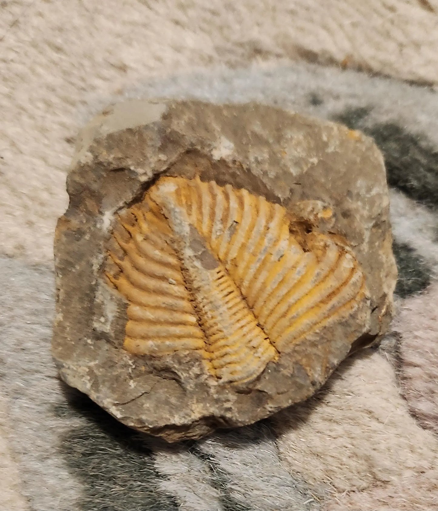 Fossilized rocks with trilobite fossils, extinct arthropods, Cambrian Paleozoic Etsy