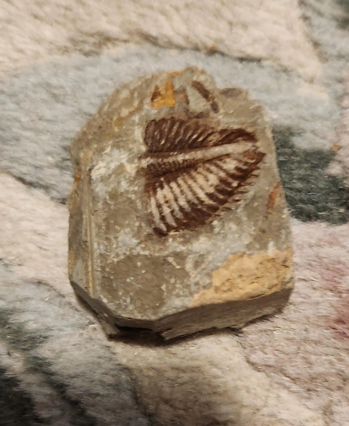 Fossilized rocks with trilobite fossils, extinct arthropods, Cambrian Paleozoic Etsy