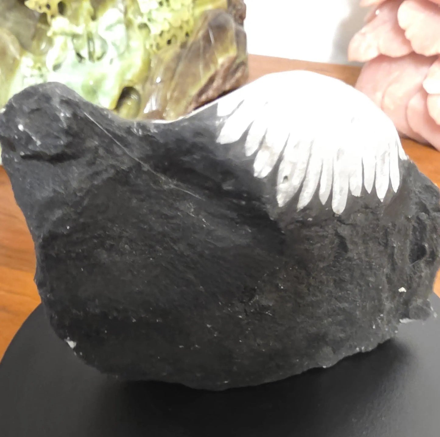 Chrysanthemum Stone, Flower Stone, ornamental rock, Protect your energy Fields Etsy
