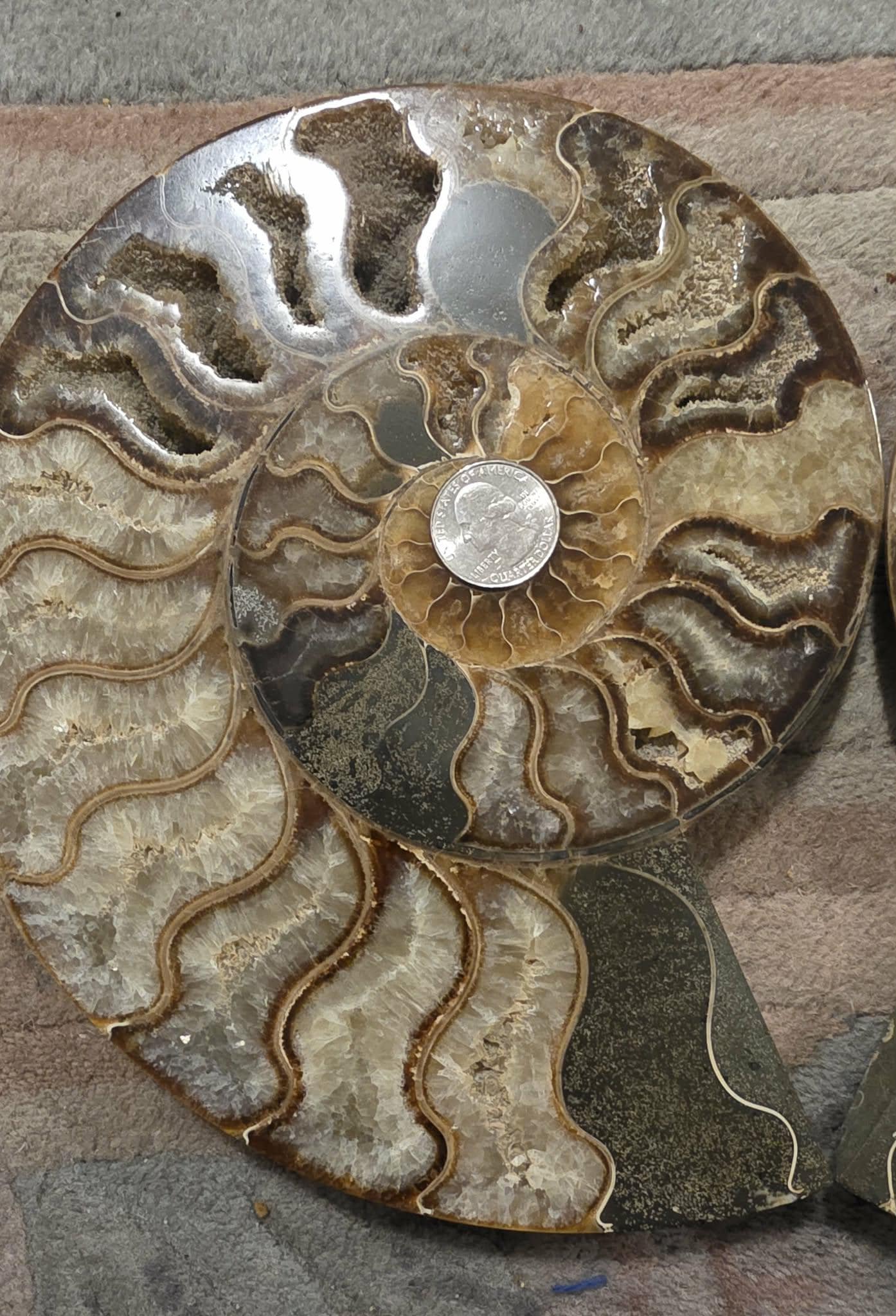 Madagascar Ammonite Fossil Pair with Custom Stand