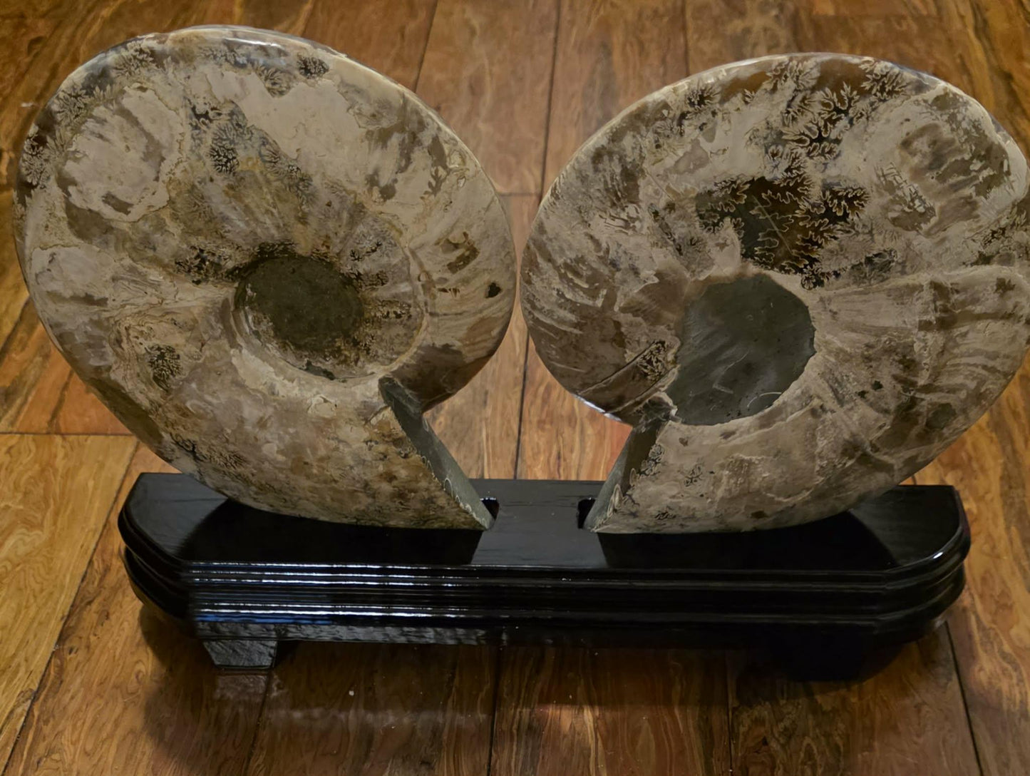 Madagascar Ammonite Fossil Pair with Custom Stand