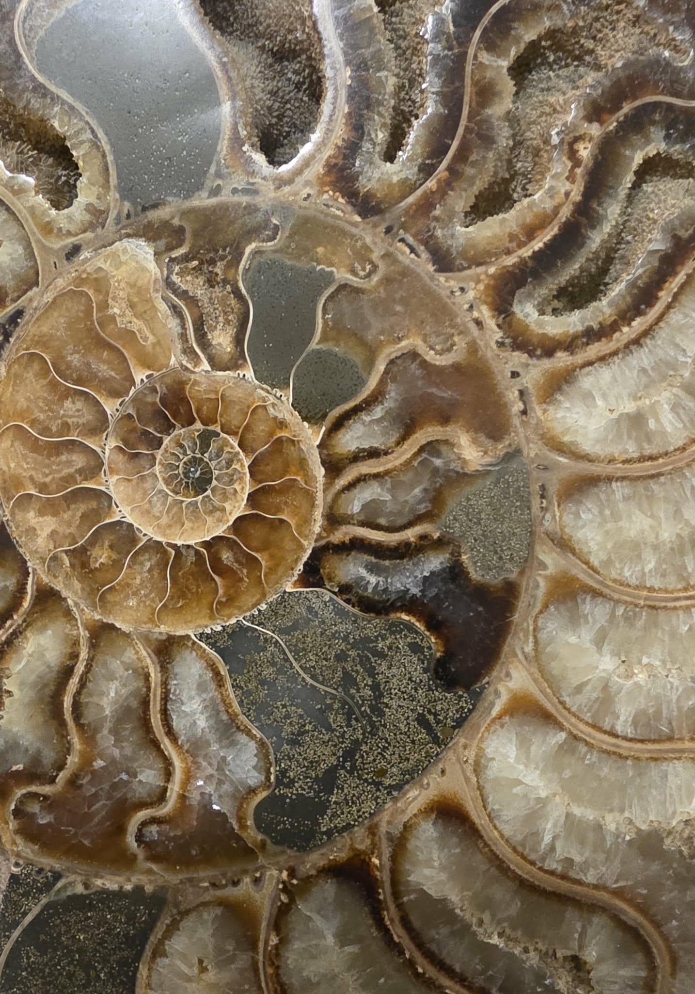 Madagascar Ammonite Fossil Pair with Custom Stand