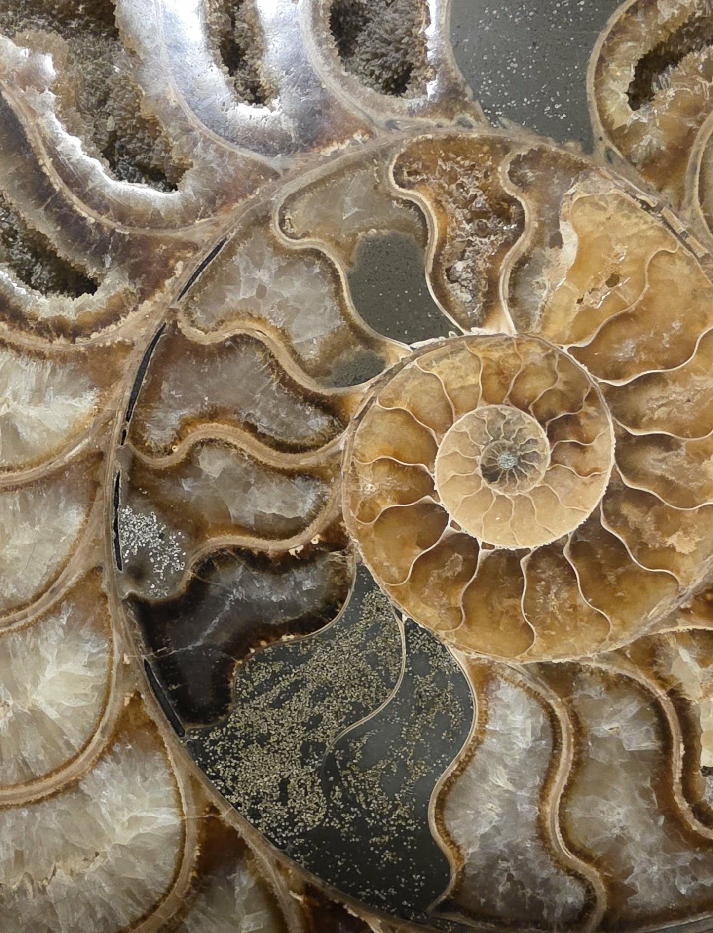 Madagascar Ammonite Fossil Pair with Custom Stand