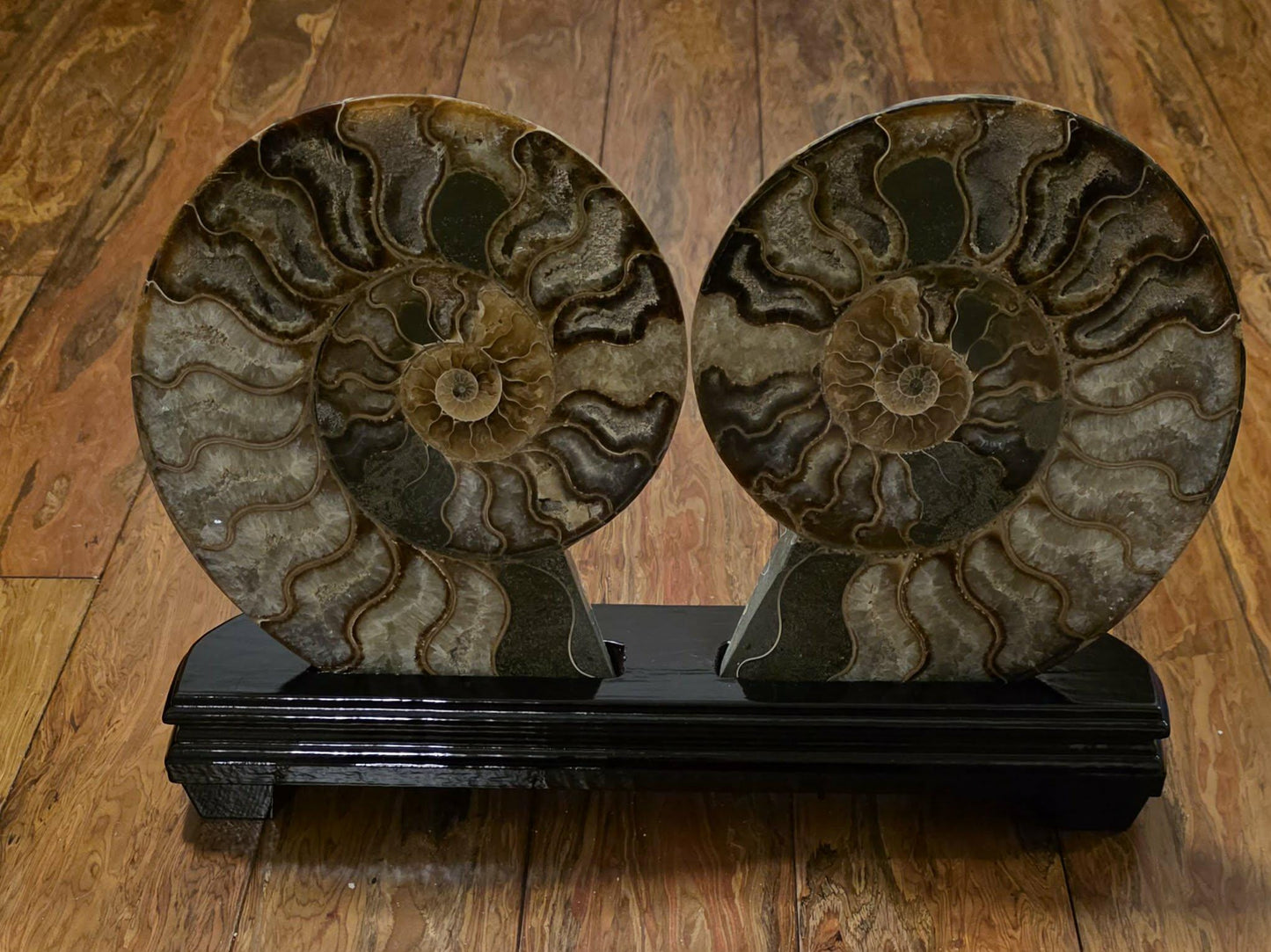 Madagascar Ammonite Fossil Pair with Custom Stand