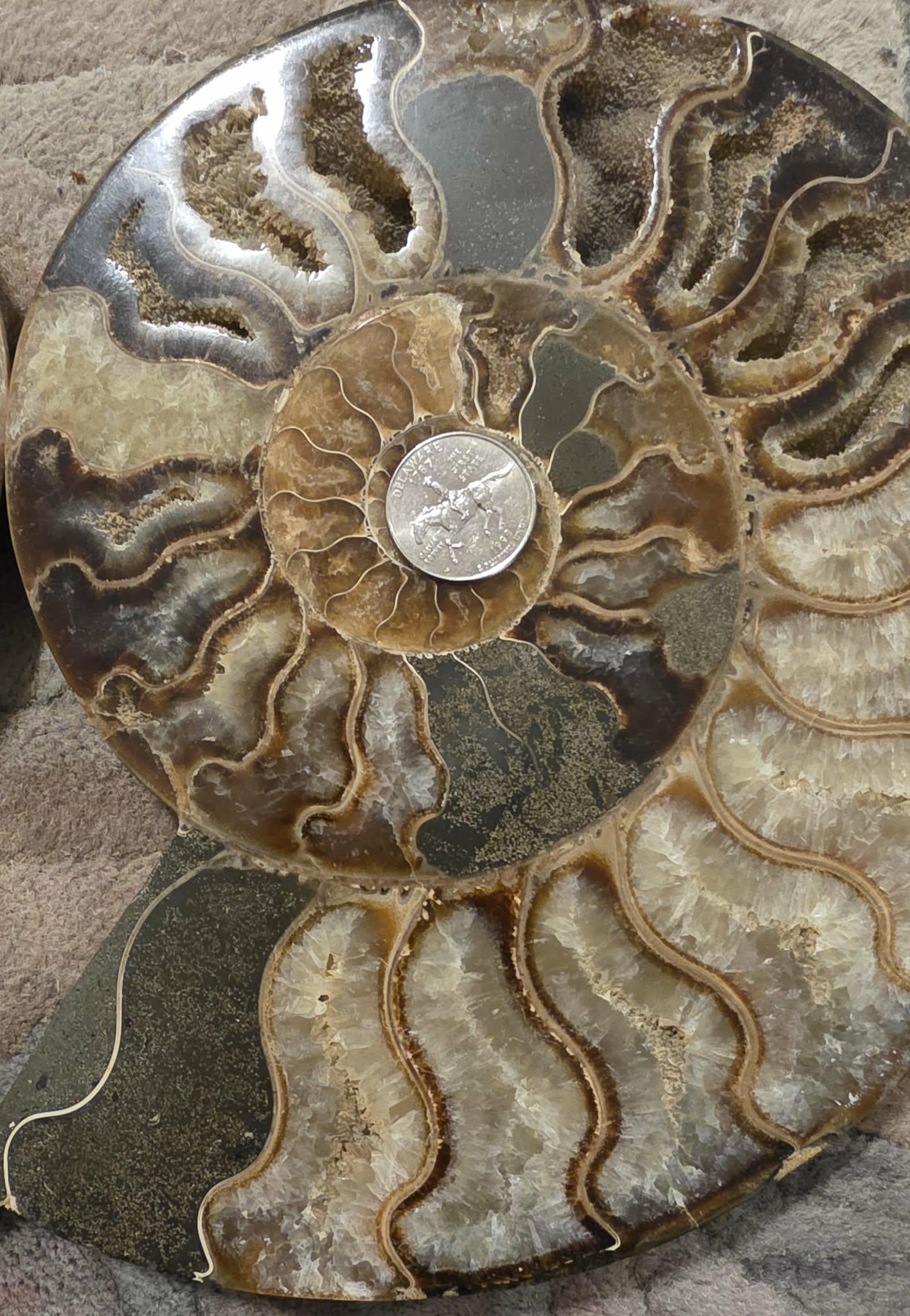 Madagascar Ammonite Fossil Pair with Custom Stand