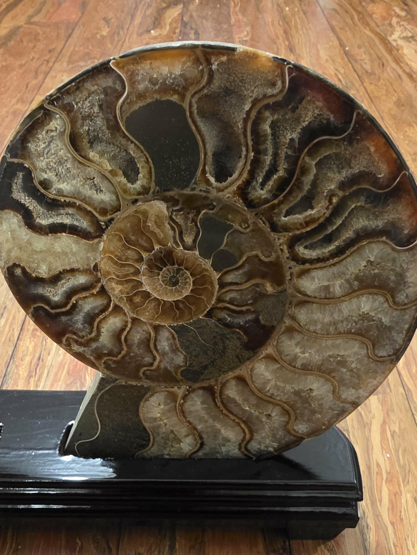 Madagascar Ammonite Fossil Pair with Custom Stand