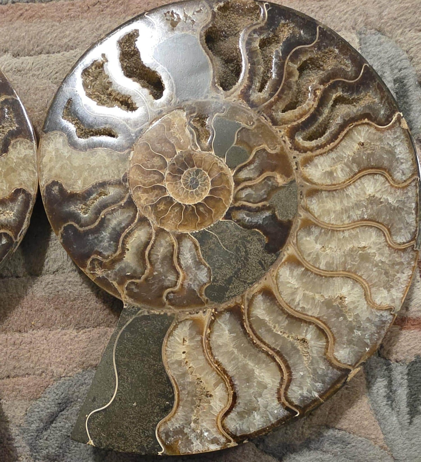 Madagascar Ammonite Fossil Pair with Custom Stand