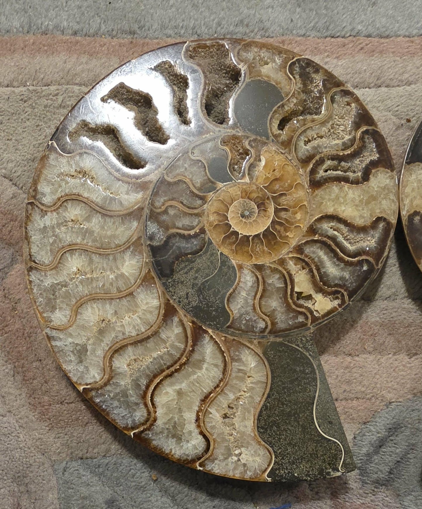 Madagascar Ammonite Fossil Pair with Custom Stand