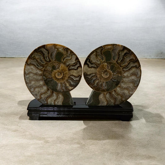 Madagascar Ammonite Fossil Pair with Custom Stand